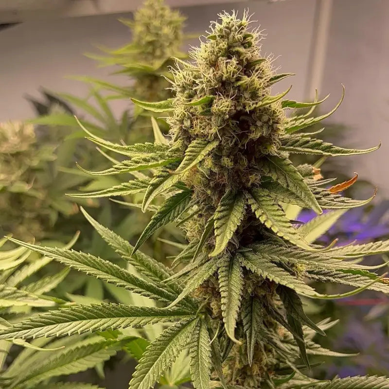 Afghan kosher© fem terpyz feminized cannabis seeds classic