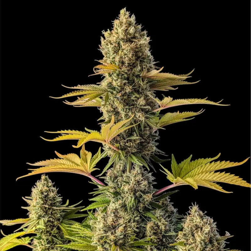 Alien cheddar mintz© mutant reg terpyz cannabis seeds