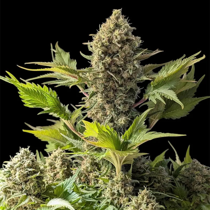 Alien cheddar mintz© mutant reg terpyz cannabis seeds