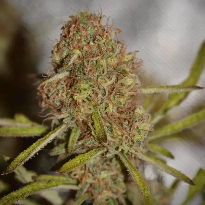 Banana chem freak© fern-type reg terpyz mutant genetics