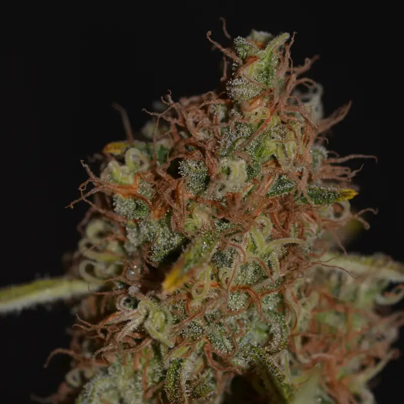 Banana chem freak© fern-type reg terpyz mutant genetics