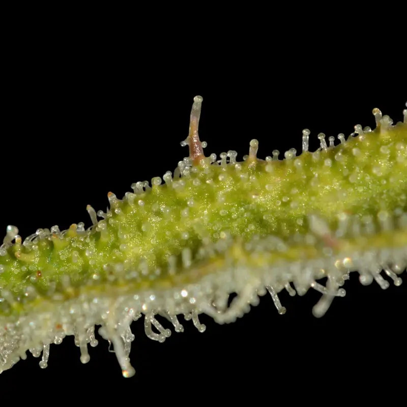 Banana chem freak© fern-type reg terpyz mutant genetics