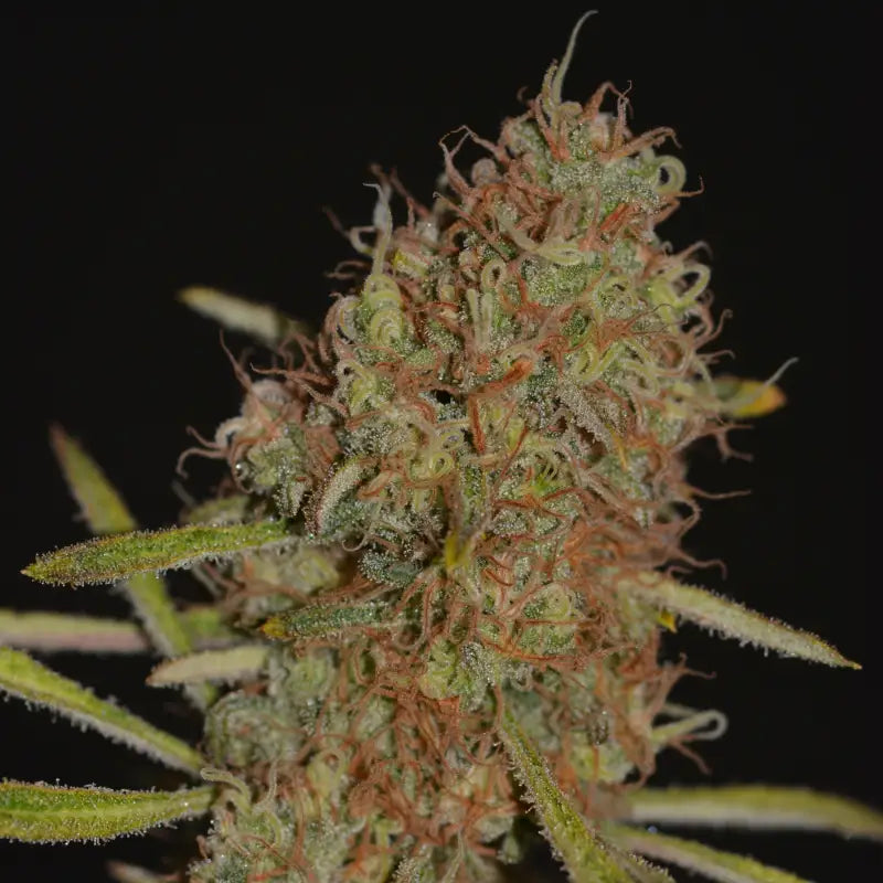 Banana chem freak© fern-type reg terpyz mutant genetics