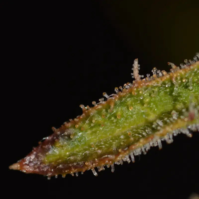 Banana chem freak© fern-type reg terpyz mutant genetics