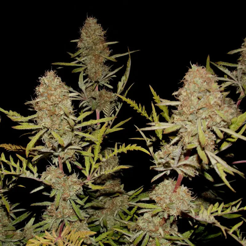 Banana chem freak© fern-type reg terpyz mutant genetics