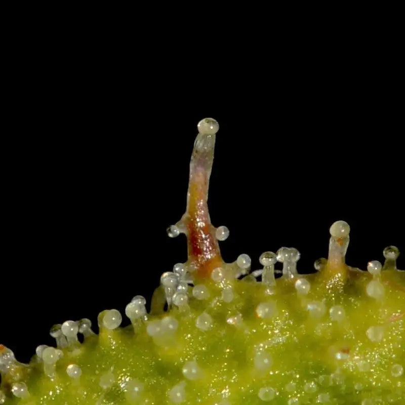 Banana chem freak© fern-type reg terpyz mutant genetics