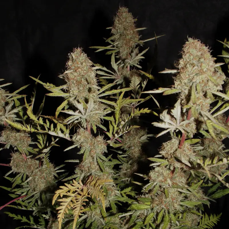 Banana chem freak© fern-type reg terpyz mutant genetics