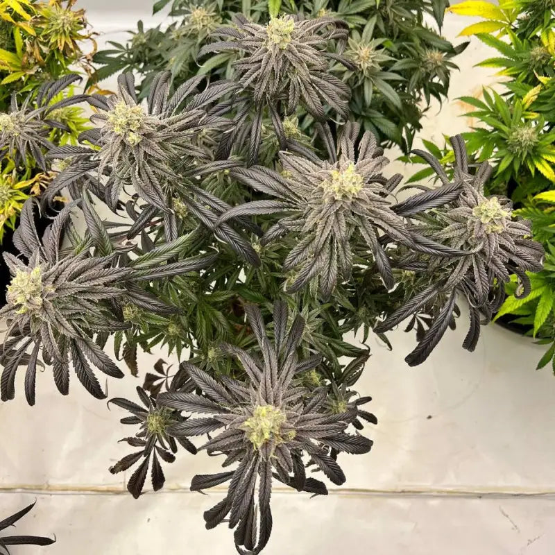 Banana clouds© fem terpyz feminized cannabis seeds classic