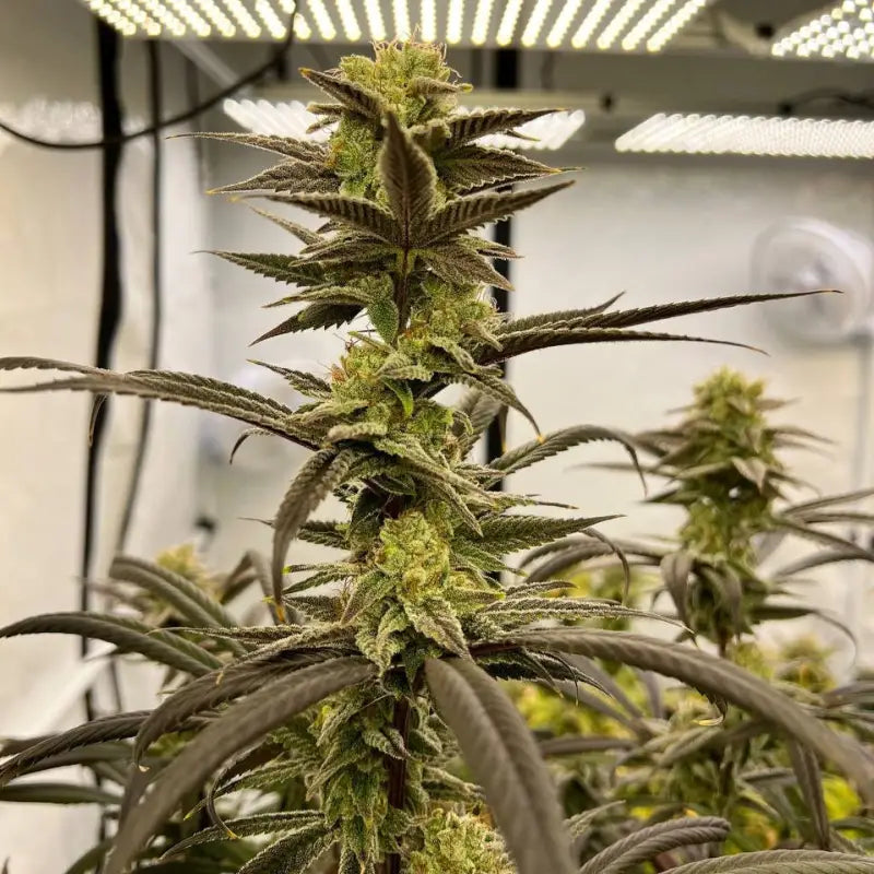 Banana clouds© fem terpyz feminized cannabis seeds classic