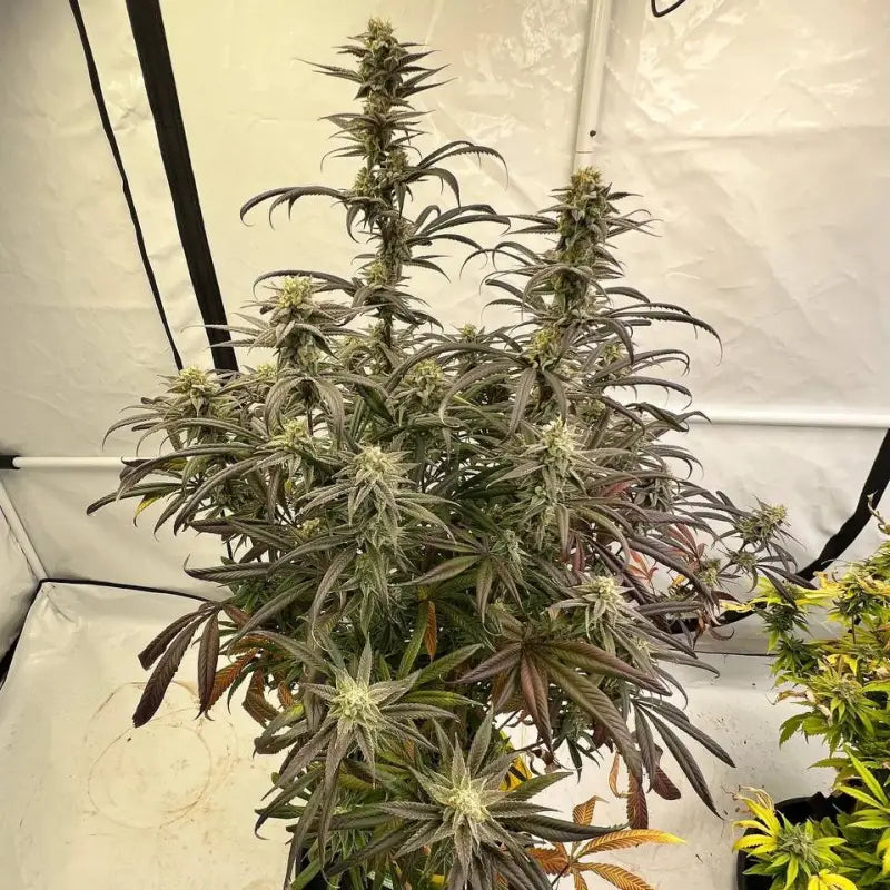 Banana clouds© fem terpyz feminized cannabis seeds classic