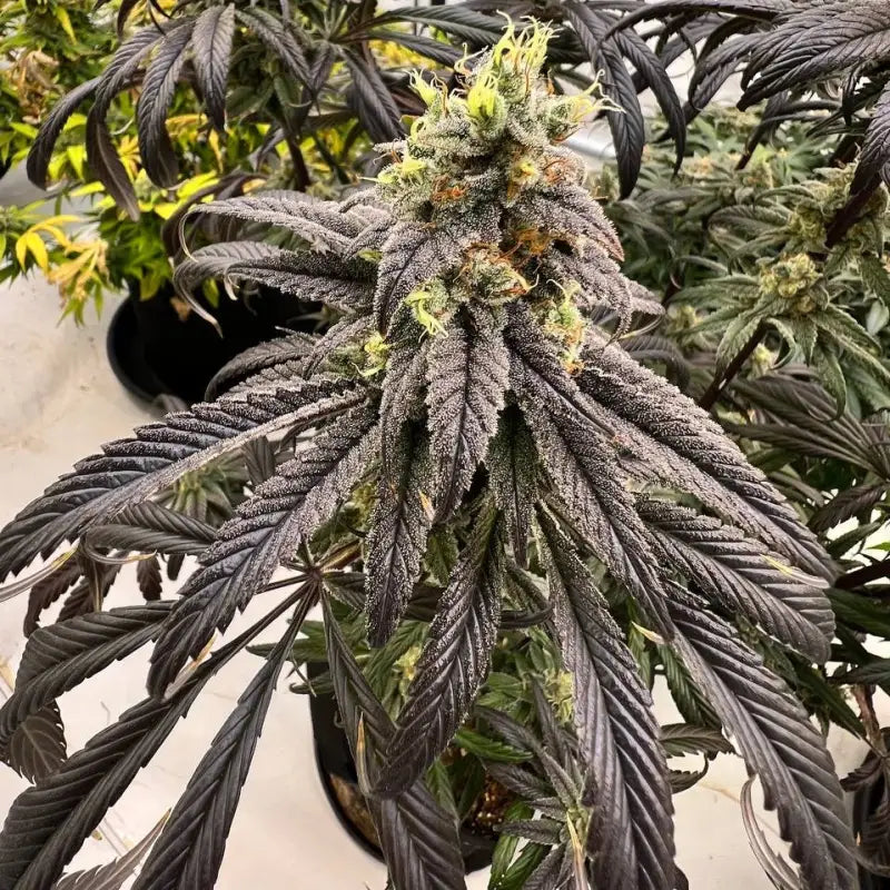 Banana clouds© fem terpyz feminized cannabis seeds classic