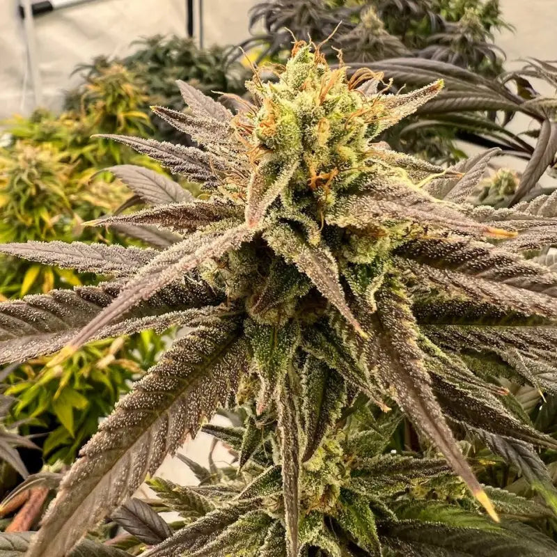 Banana clouds© fem terpyz feminized cannabis seeds classic