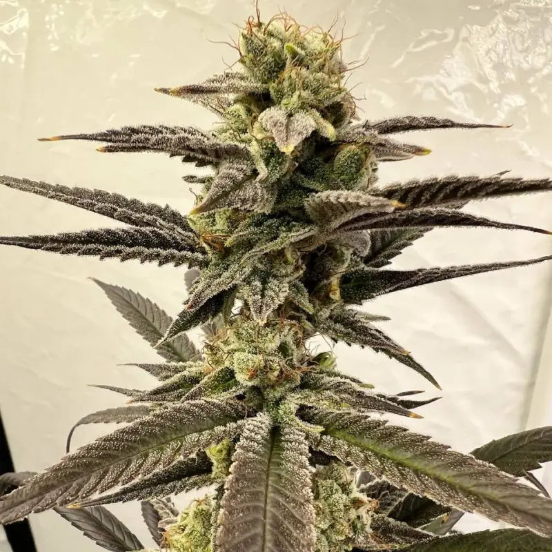 Banana clouds© fem terpyz feminized cannabis seeds classic