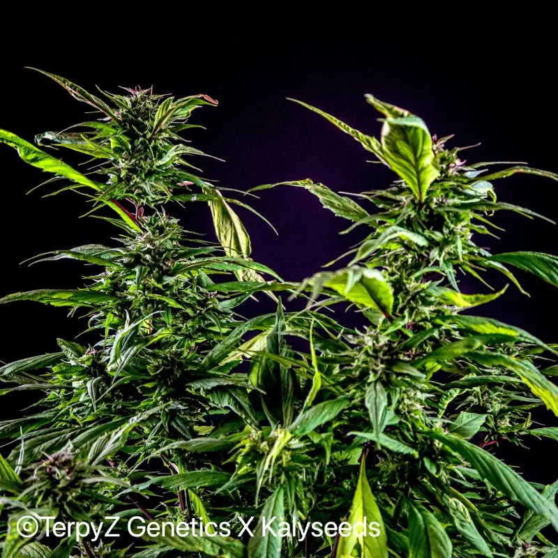 Blueberry lime kush© mutant reg terpyz genetics cannabis