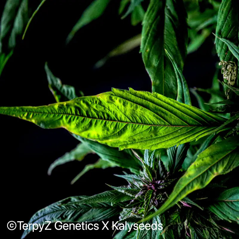 Blueberry lime kush© mutant reg terpyz genetics cannabis