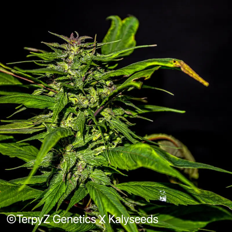 Blueberry lime kush© mutant reg terpyz genetics cannabis