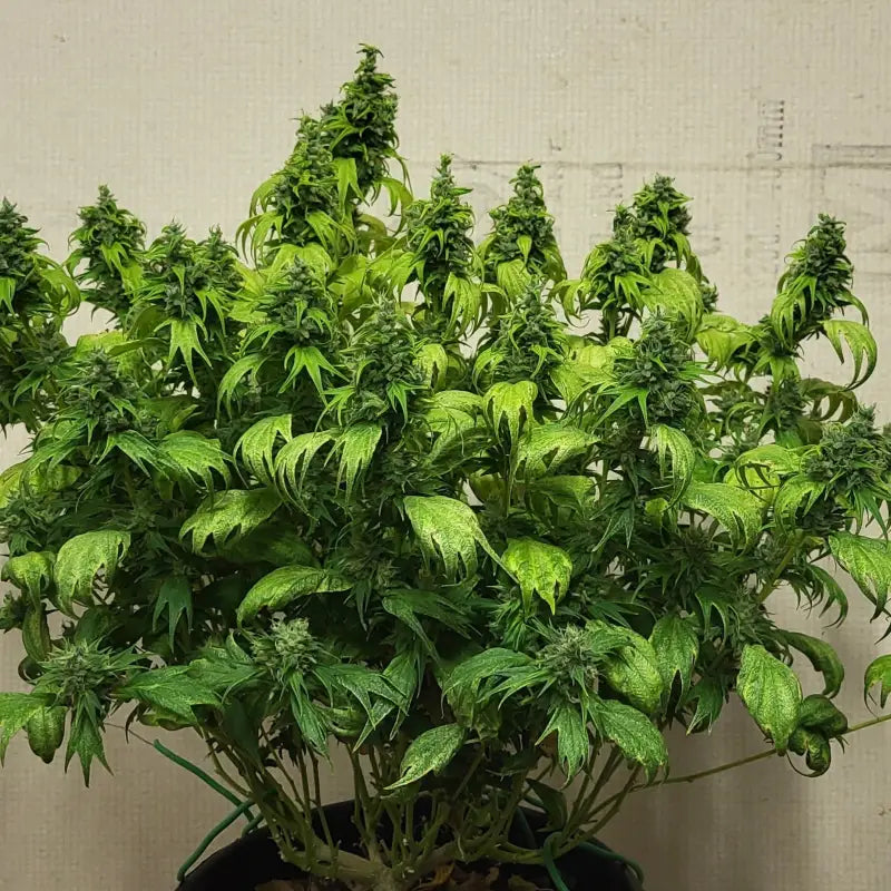 Bubblegum gpp© mutant reg terpyz genetics cannabis seeds