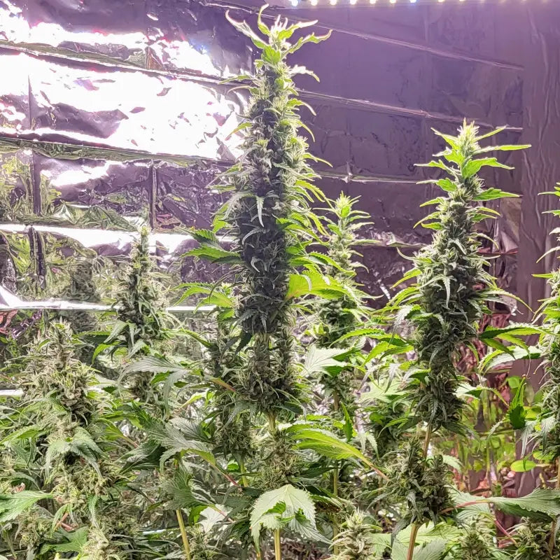 Bubblegum gpp© mutant reg terpyz genetics cannabis seeds