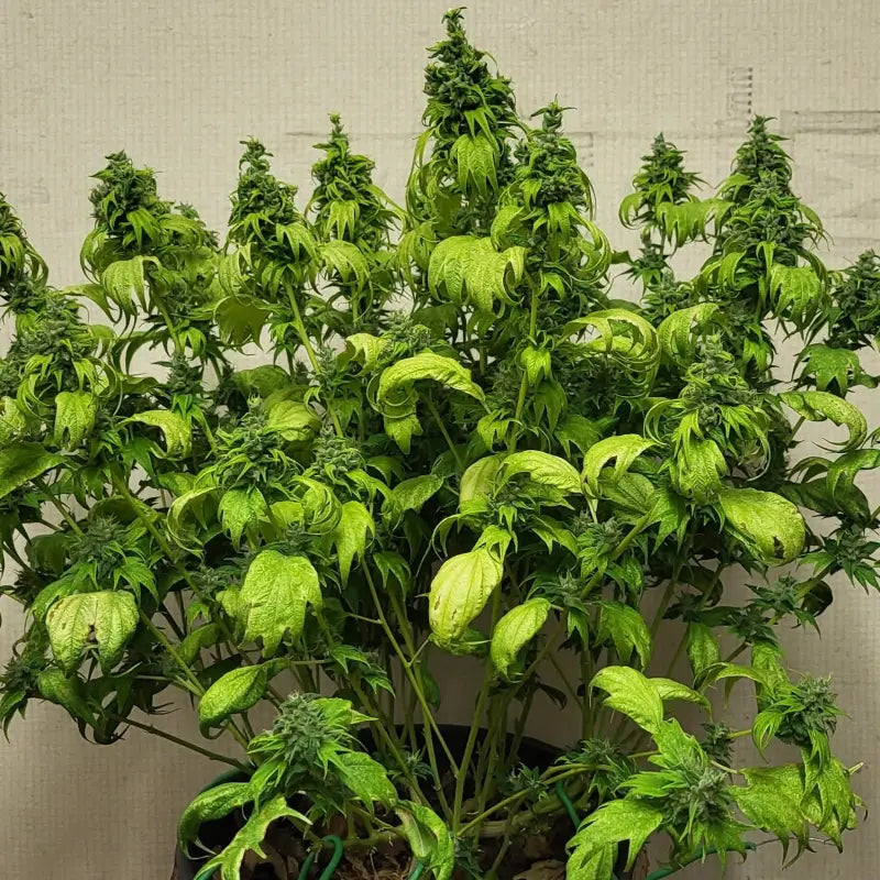 Bubblegum gpp© mutant reg terpyz genetics cannabis seeds