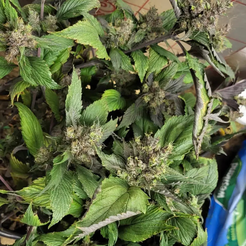 Bubblegum gpp© mutant reg terpyz genetics cannabis seeds