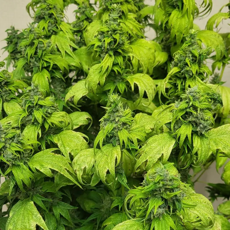 Bubblegum gpp© mutant reg terpyz genetics cannabis seeds