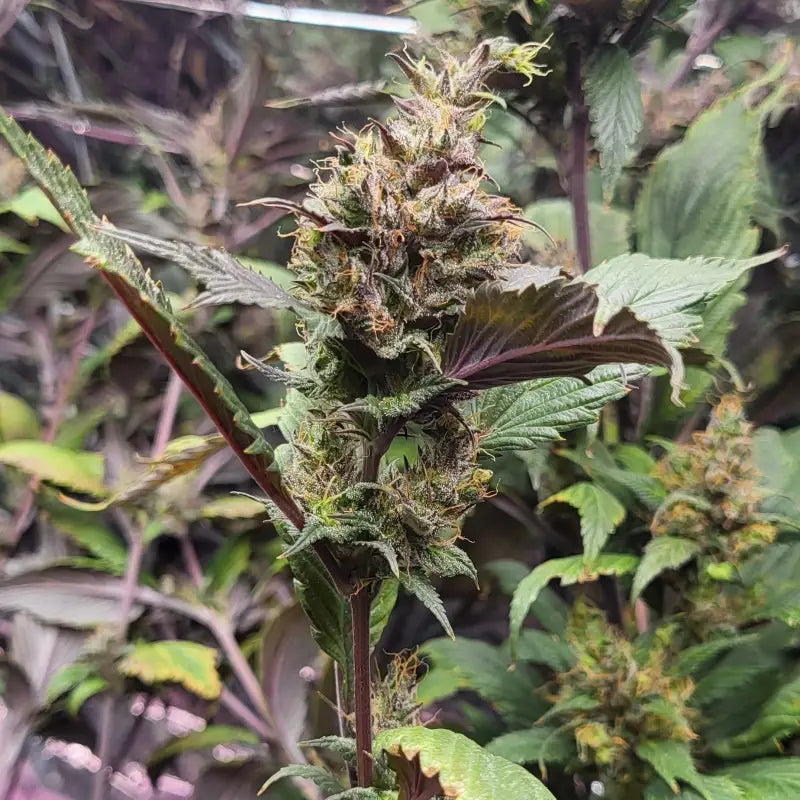 Bubblegum gpp© mutant reg terpyz genetics cannabis seeds