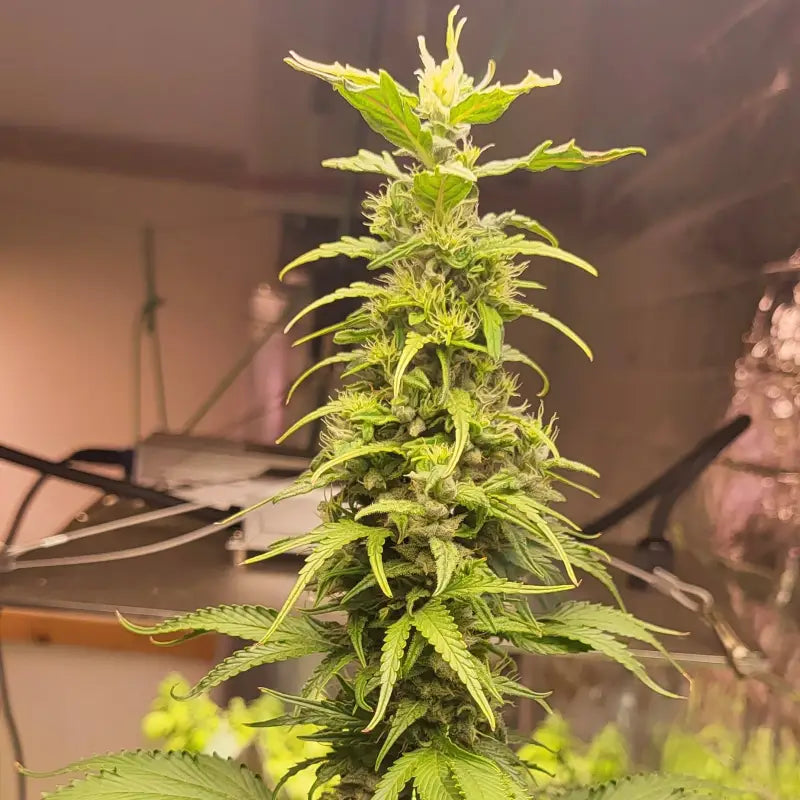 Bubblegum gpp© mutant reg terpyz genetics cannabis seeds