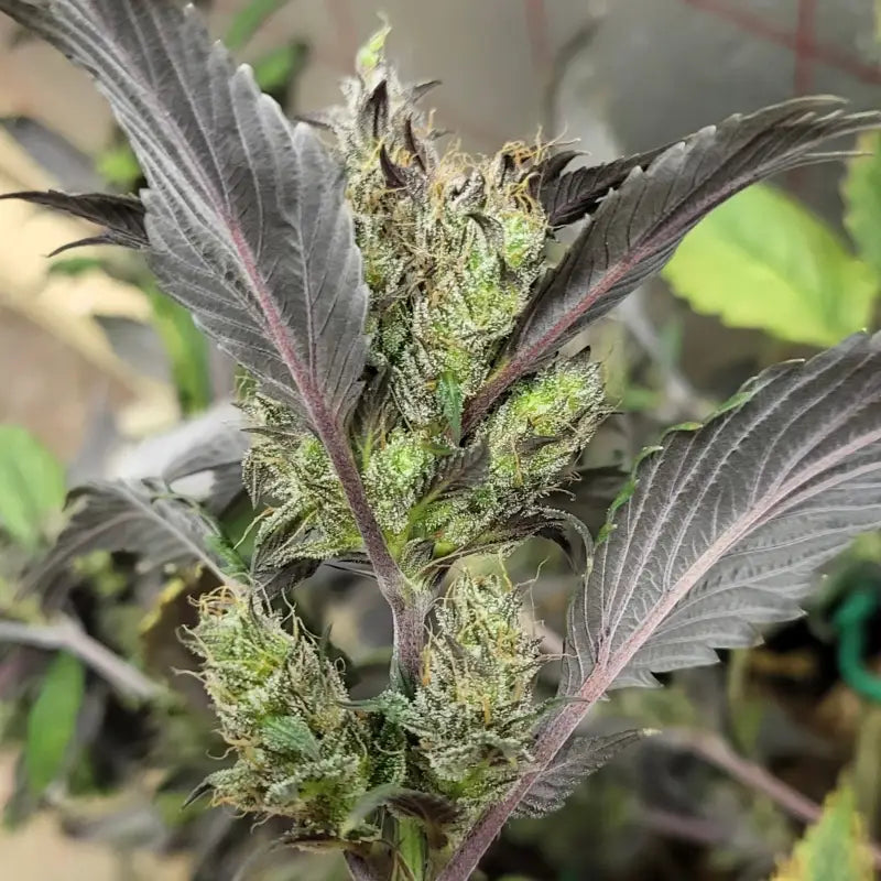 Bubblegum gpp© mutant reg terpyz genetics cannabis seeds