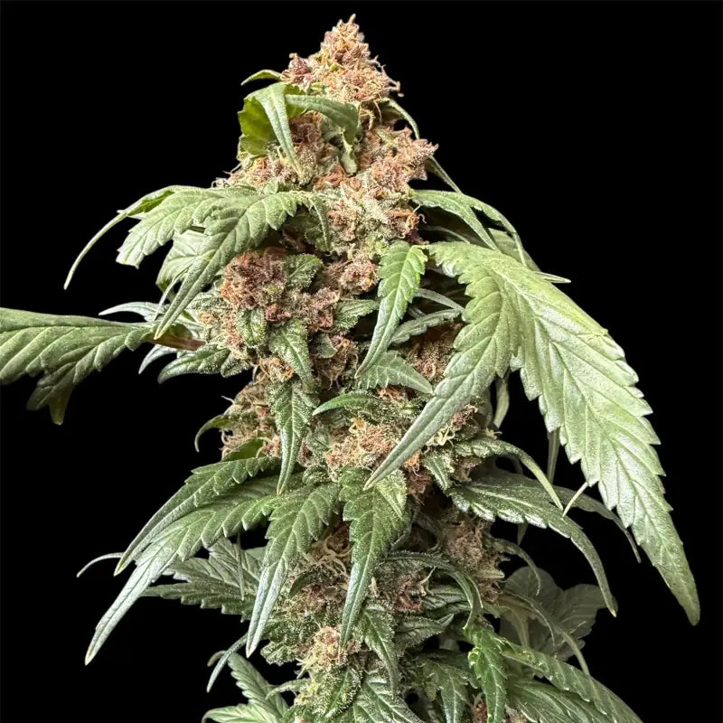 Cbg gpp terpyz upcoming strains