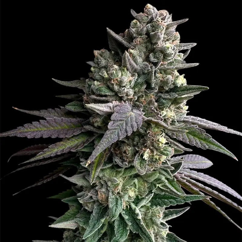 Cheddar mintz© semi f1 reg terpyz mutant genetics hybrid