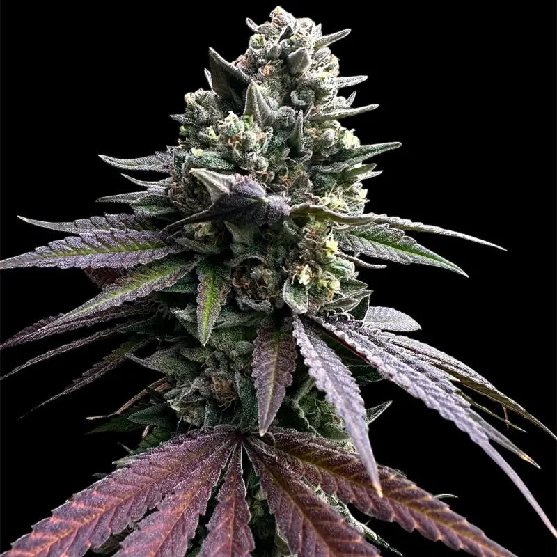 Cheddar mintz© semi f1 reg terpyz mutant genetics hybrid