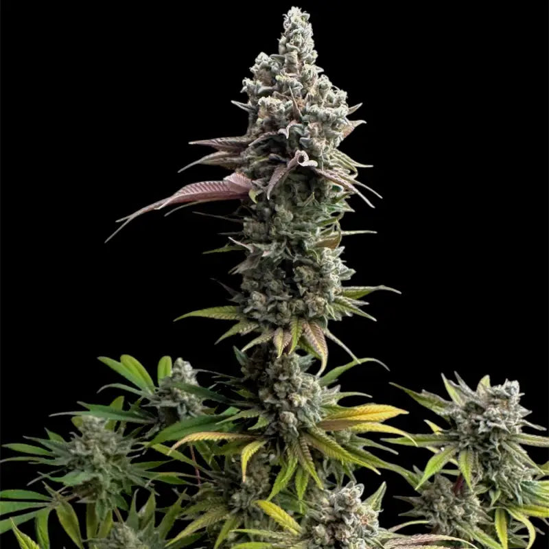 Cheddar mintz© semi f1 reg terpyz mutant genetics hybrid