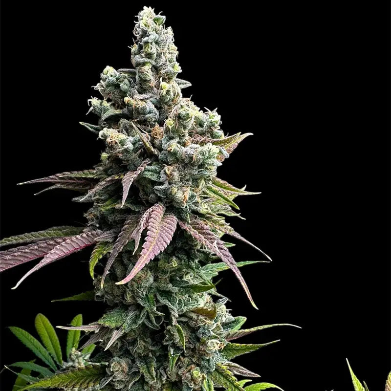 Cheddar mintz© semi f1 reg terpyz mutant genetics hybrid