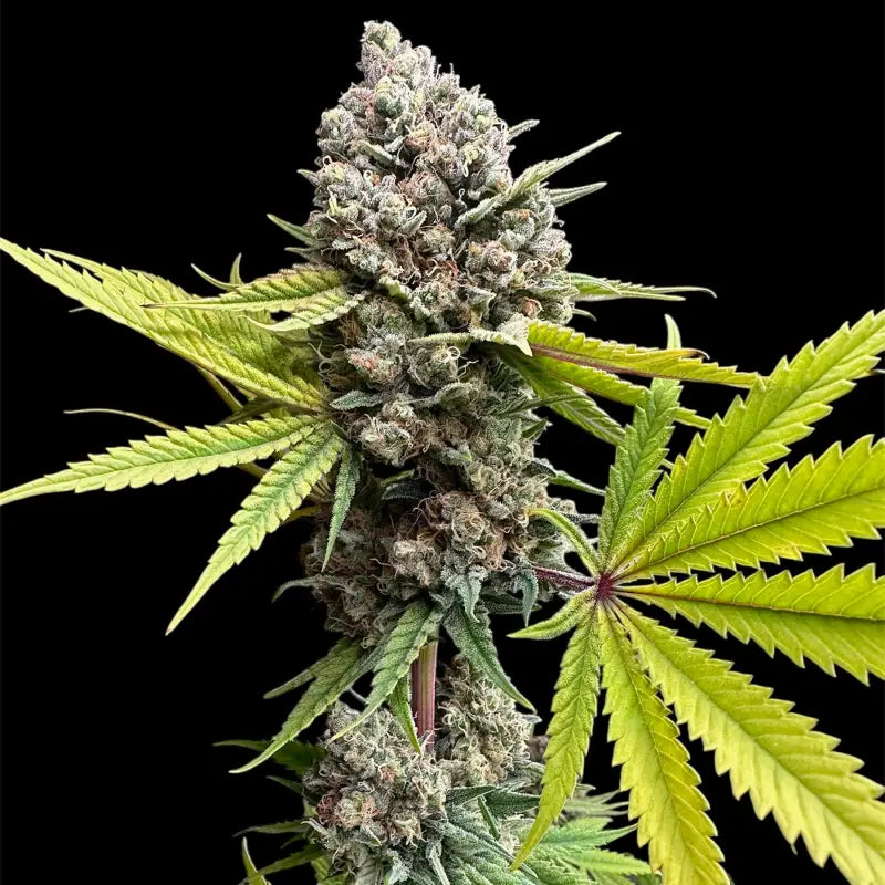 Cheddar mintz© semi f1 reg terpyz mutant genetics hybrid