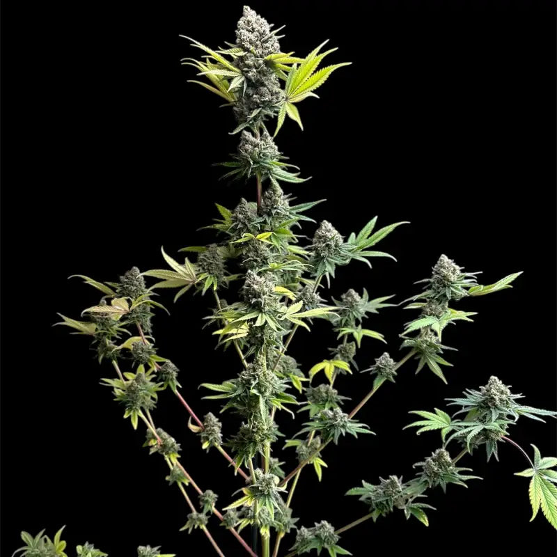 Cheddar mintz© semi f1 reg terpyz mutant genetics hybrid