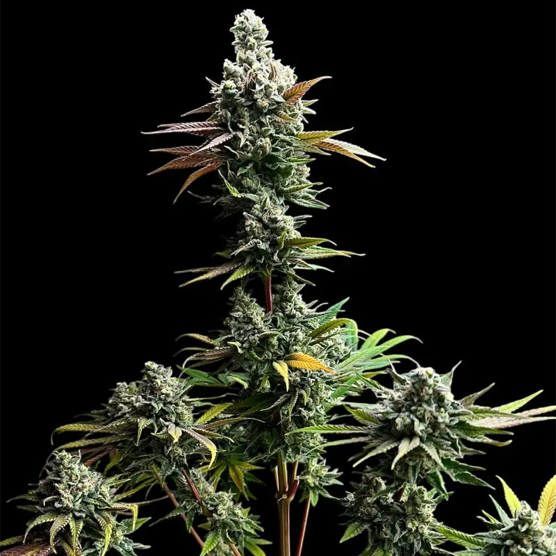 Cheddar mintz© semi f1 reg terpyz mutant genetics hybrid