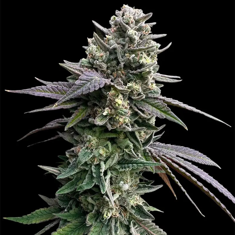 Cheddar mintz© semi f1 reg terpyz mutant genetics hybrid