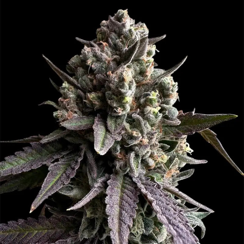 Cheddar mintz© semi f1 reg terpyz mutant genetics hybrid