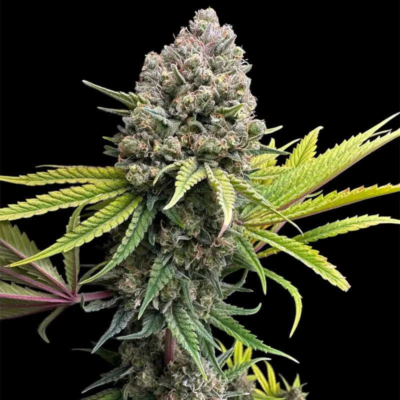 Cheddar mintz© semi f1 reg terpyz mutant genetics hybrid