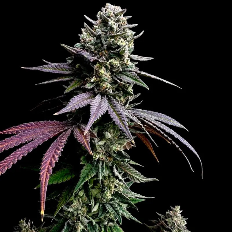 Cheddar mintz© semi f1 reg terpyz mutant genetics hybrid