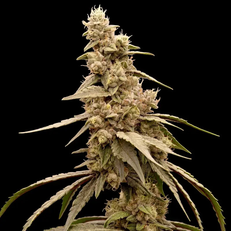 Cheesus christ s1© fem terpyz upcoming strains