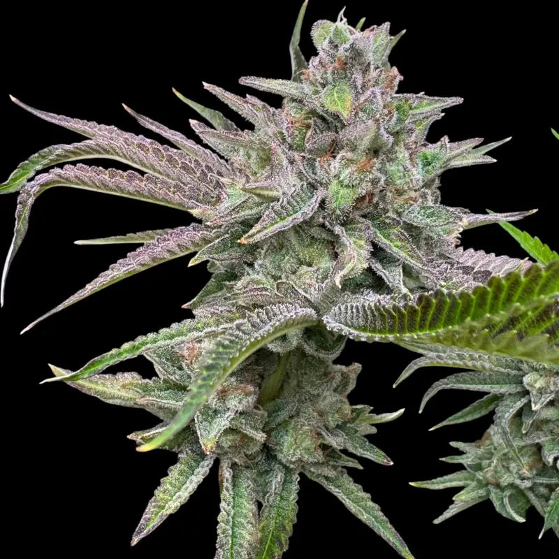 Chembull terpyz upcoming strains