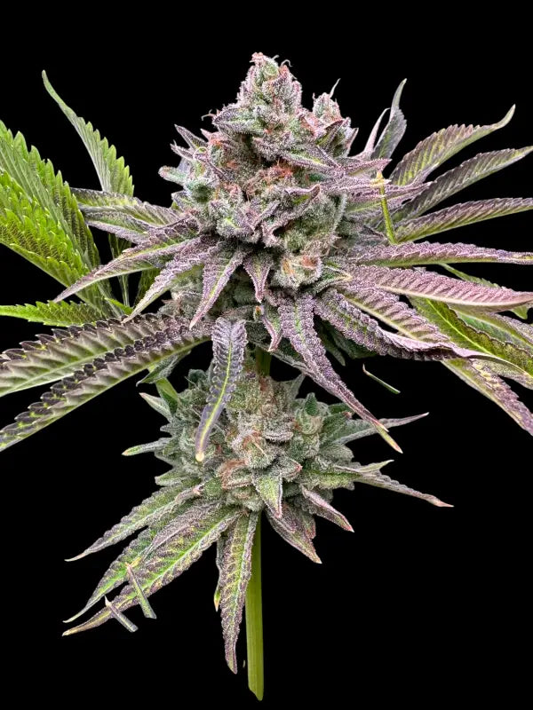 Chembull terpyz upcoming strains