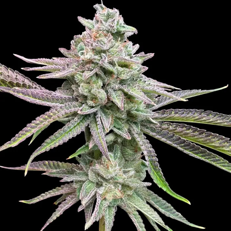 Chembull terpyz upcoming strains