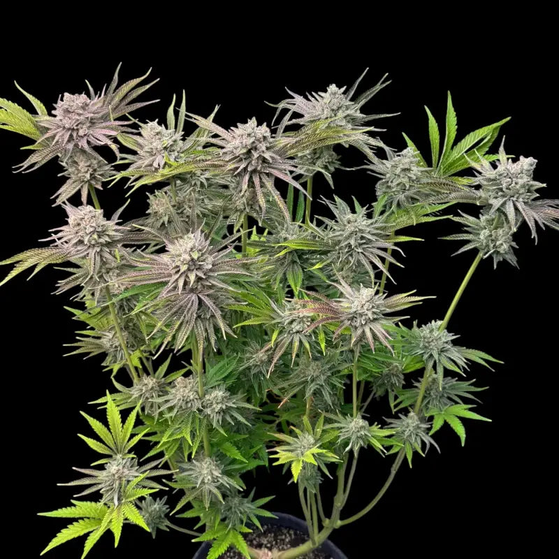 Chembull terpyz upcoming strains