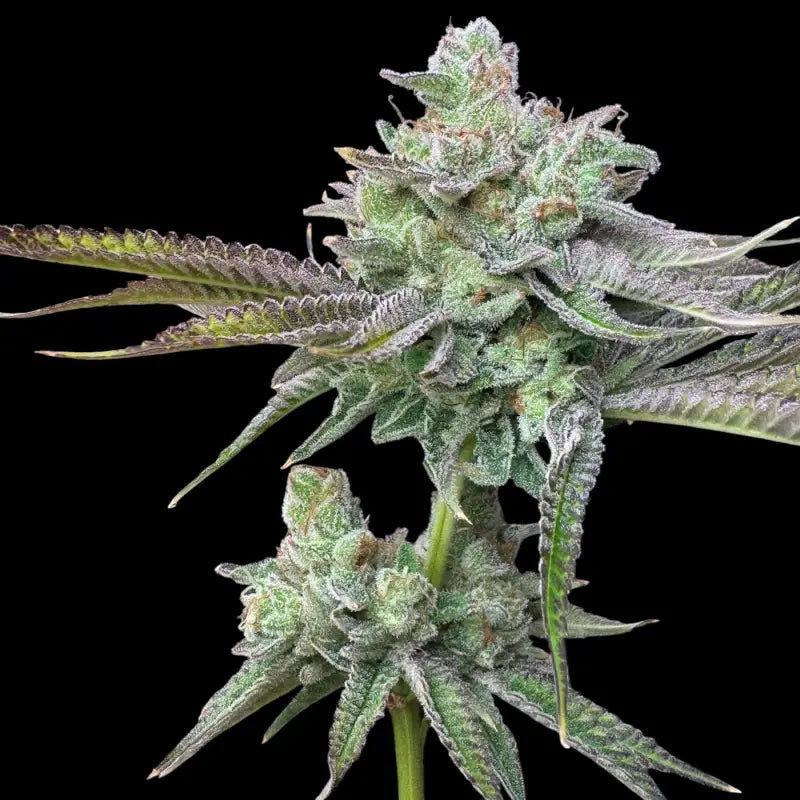 Chembull terpyz upcoming strains