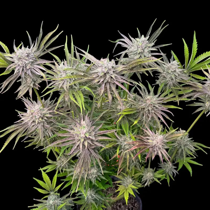 Chembull terpyz upcoming strains