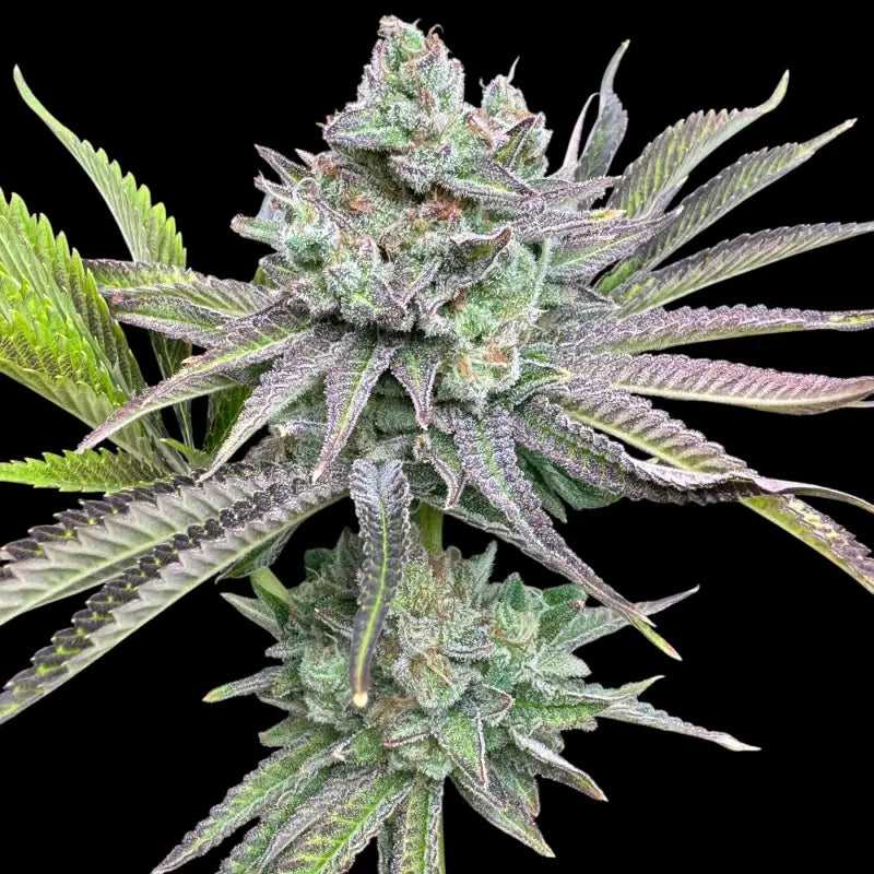 Chembull terpyz upcoming strains