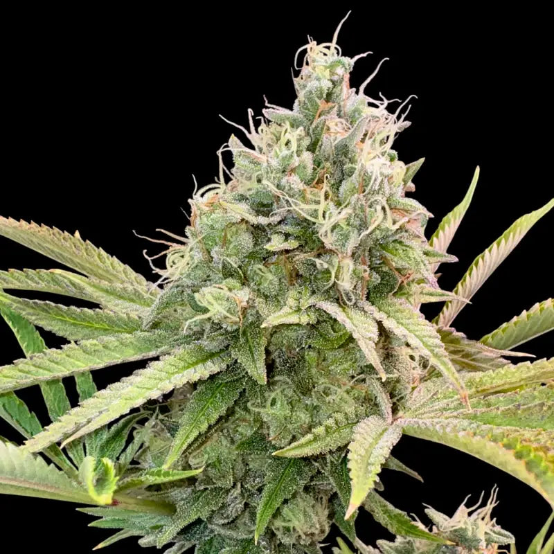 Dirty sour terpyz upcoming strains