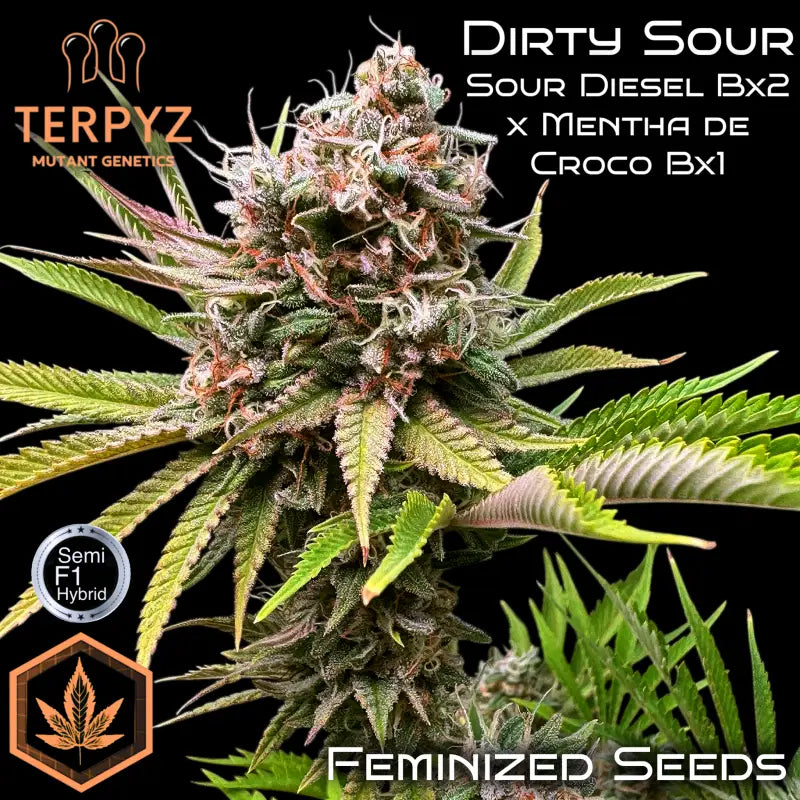 Dirty sour terpyz upcoming strains